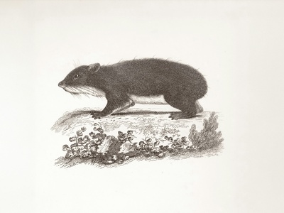 Vagrant shrew