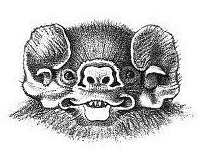 Vampire Bat, Hairy-legged