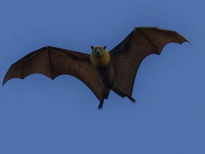 Vampire Bat, White-winged