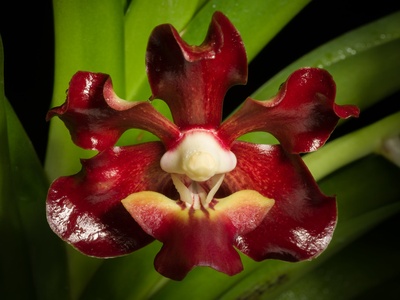 Vanda