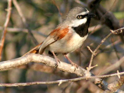 Vanga
