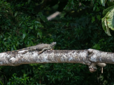 Vanuatu Slender Skink