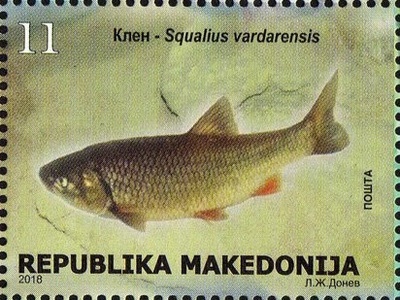 Vardar Chub