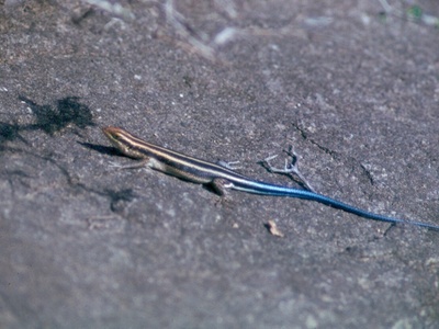 Variable Skink