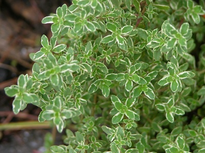 Variegated Lemon Thyme