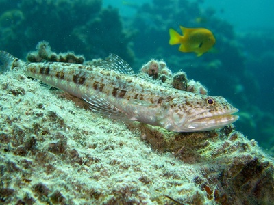 Variegated Lizardfish