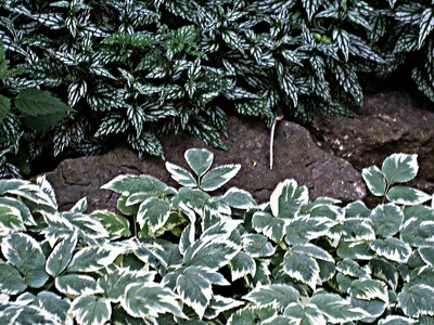 Variegated mint