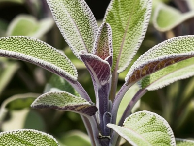 Variegated sage ('Tricolor')