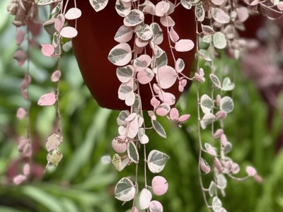 Variegated String of Hearts