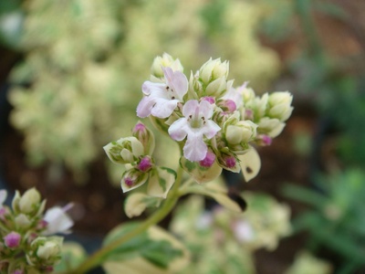 Variegated thyme