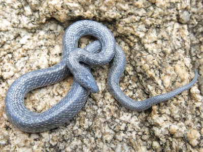 Variegated Wolf Snake