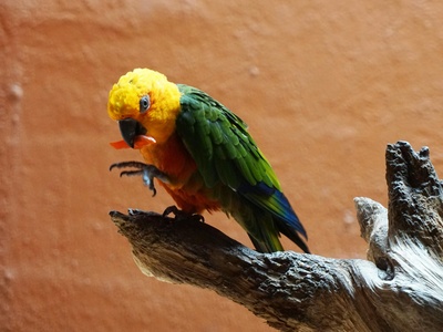 Vasa parrot