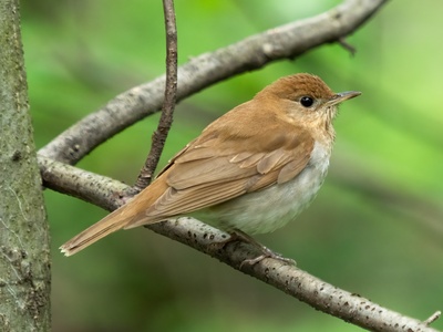 Veery