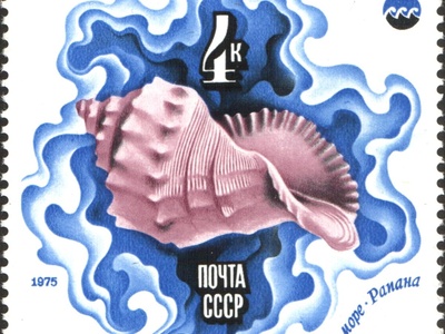 Veined Rapa Whelk