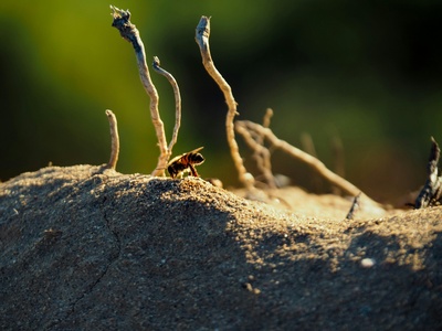Velvet ant