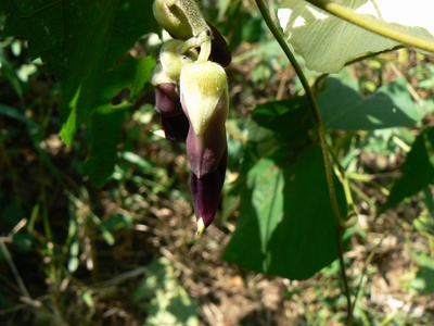 Velvet bean