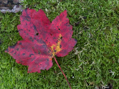 Velvet Maple