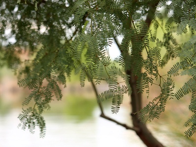 Velvet Mesquite