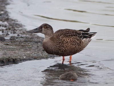 Velvet scoter