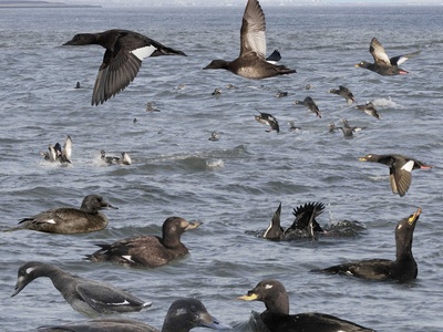 Velvet Scoter