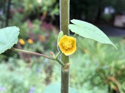 Velvetleaf