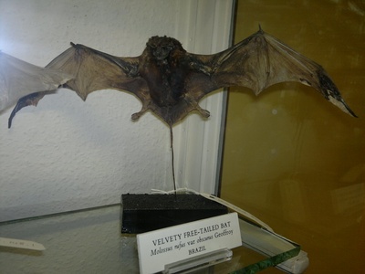 Velvety Free-tailed Bat