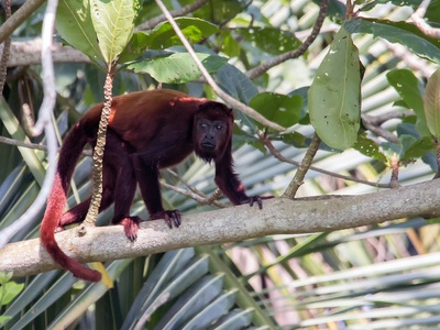Venezuelan Red Howler