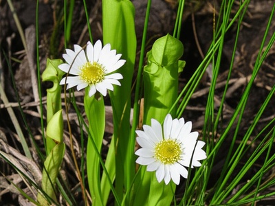 Venus flytrap