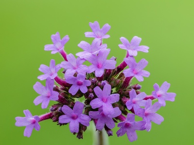 Verbena