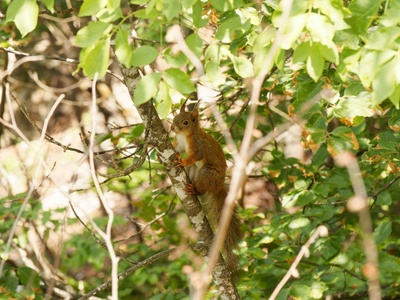 Verreaux's Bush Squirrel