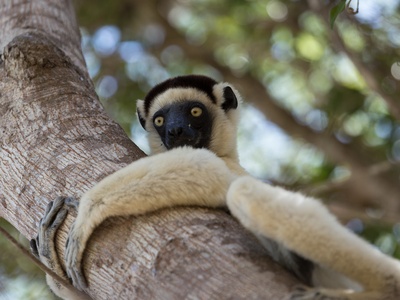 Verreaux's Sifaka