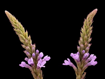 Vervain