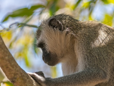 Vervet monkey