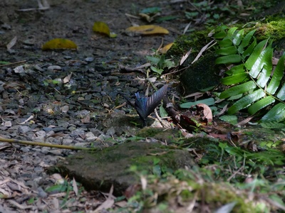 Vesper Bat, Little Forest