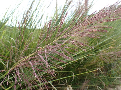 Vetiver