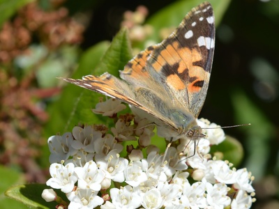 Viburnum