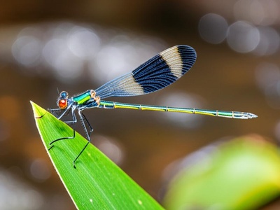 Vicki's Featherleg
