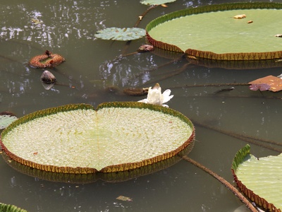 Victoria (giant waterlily)