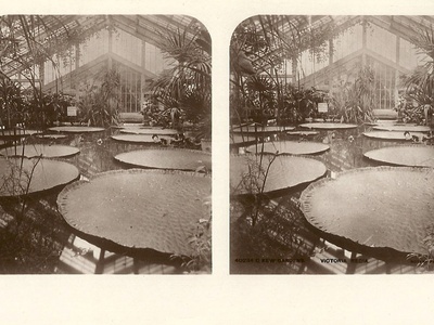 Victoria waterlily