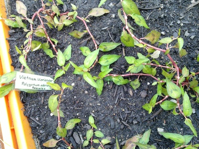 Vietnamese Coriander