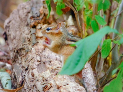 Vietnamese Mouse-deer