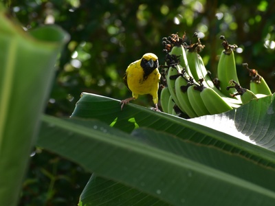 Village Weaver