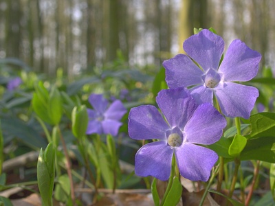 Vinca