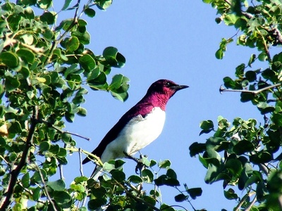 Violet-backed starling