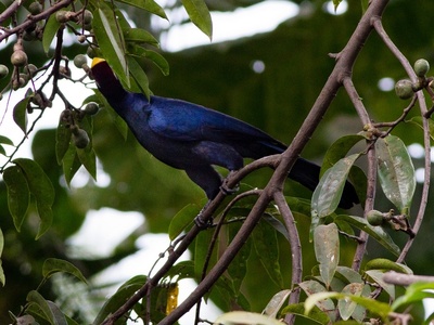 Violet Turaco