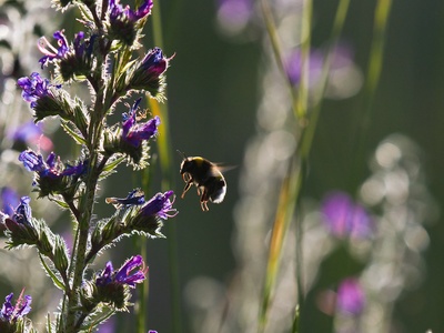 Viper's Bugloss