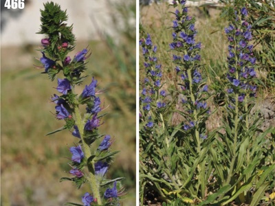 Viper's Bugloss