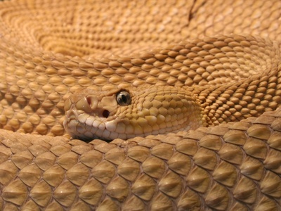 Viper