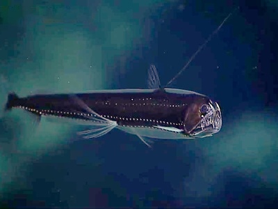 Viperfish