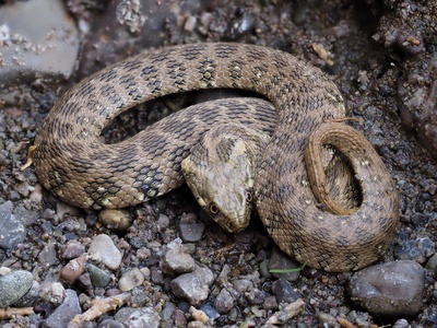 Viperine snake